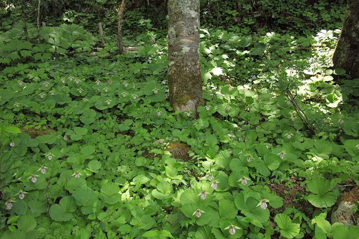 山野草の森_e0025930_15353282.jpg