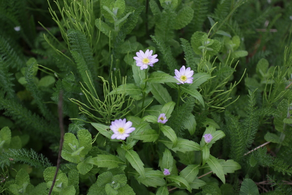 未確認な花たち。_f0045630_9101236.jpg