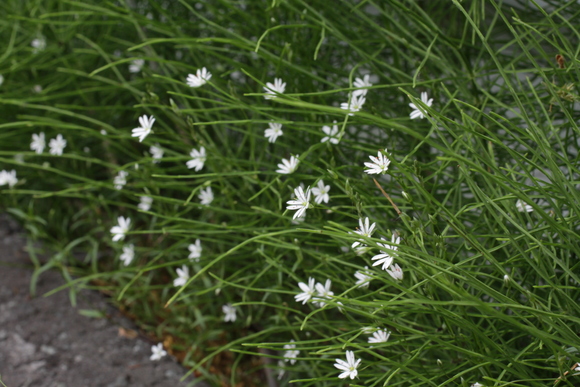 未確認な花たち。_f0045630_992039.jpg