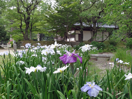 太宰府天満宮菖蒲園その他　2012年6月11日_a0129233_1725272.jpg