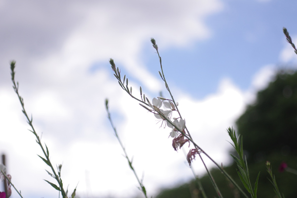 c0090139_77787.jpg