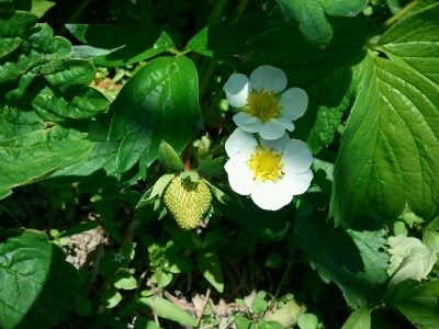 夫は牧草収穫作業、私は畑仕事など_f0097539_2026484.jpg