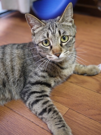 猫のお友だち ちゃーくんちょびくんペコちゃん編。_a0143140_1831923.jpg