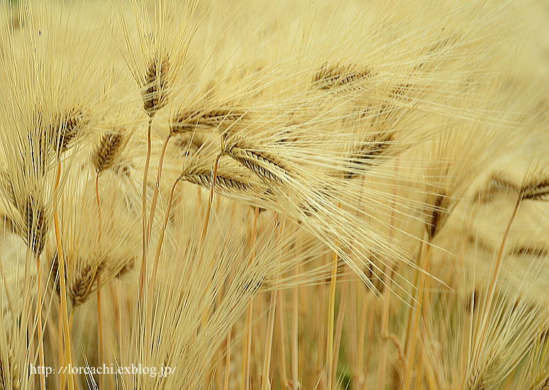 The ear of delicate wheat #3_f0045844_841789.jpg