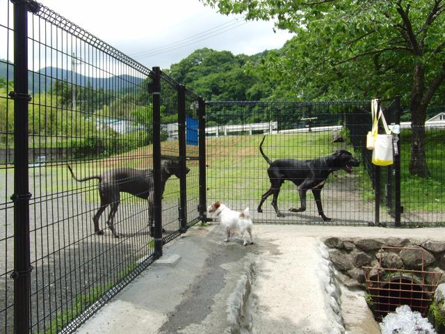 梅雨入りギリっ!!　走っとこ=3_c0156345_19502330.jpg