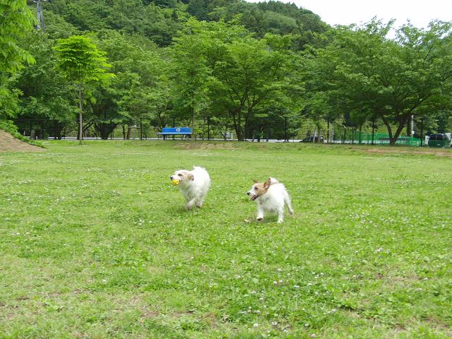 梅雨入りギリっ!!　走っとこ=3_c0156345_19512261.jpg