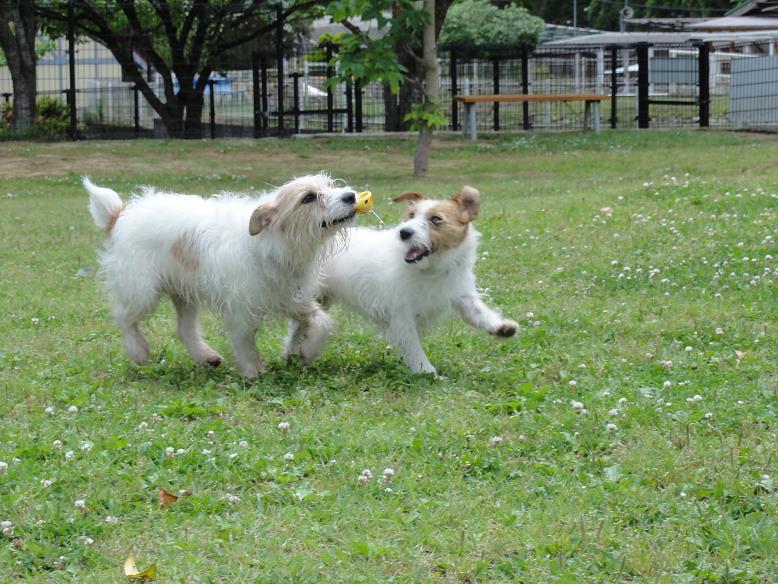 梅雨入りギリっ!!　走っとこ=3_c0156345_19524781.jpg