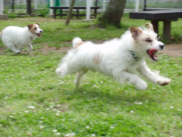 梅雨入りギリっ!!　走っとこ=3_c0156345_1952972.jpg