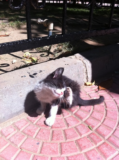 イスタンブールは野良猫・犬天国_b0170549_5371989.jpg