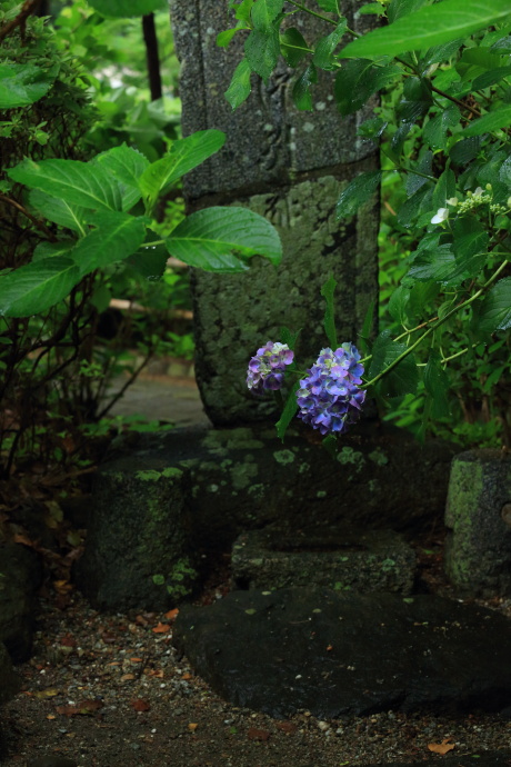 久米寺 アジサイ その２_a0176855_0111895.jpg