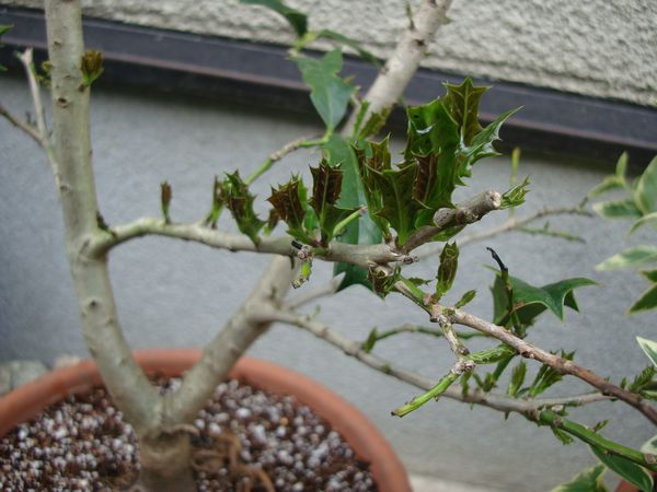 柊 ヒイラギ の植え替え 笑わせるなよ泣けるじゃないか 柊 ヒイラギ の植え替え 笑わせるなよ泣けるじゃないか