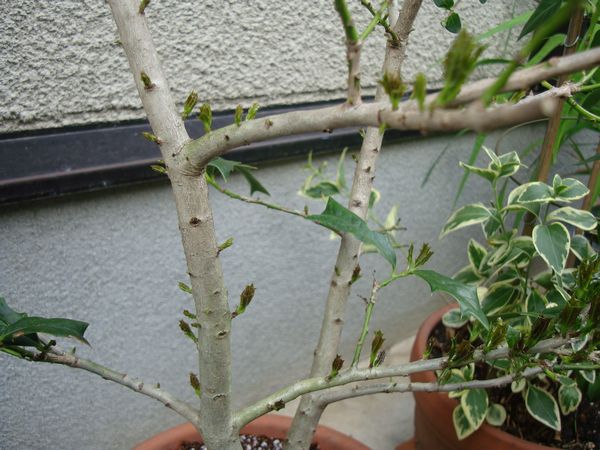 柊 ヒイラギ の植え替え 笑わせるなよ泣けるじゃないか 柊 ヒイラギ の植え替え 笑わせるなよ泣けるじゃないか