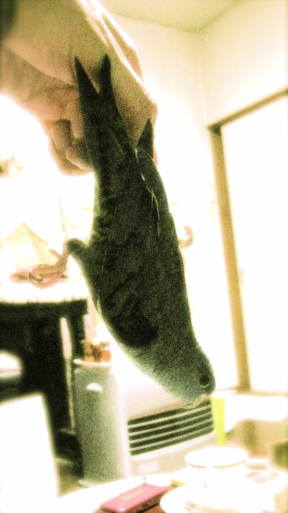 e0173755_255584.jpg