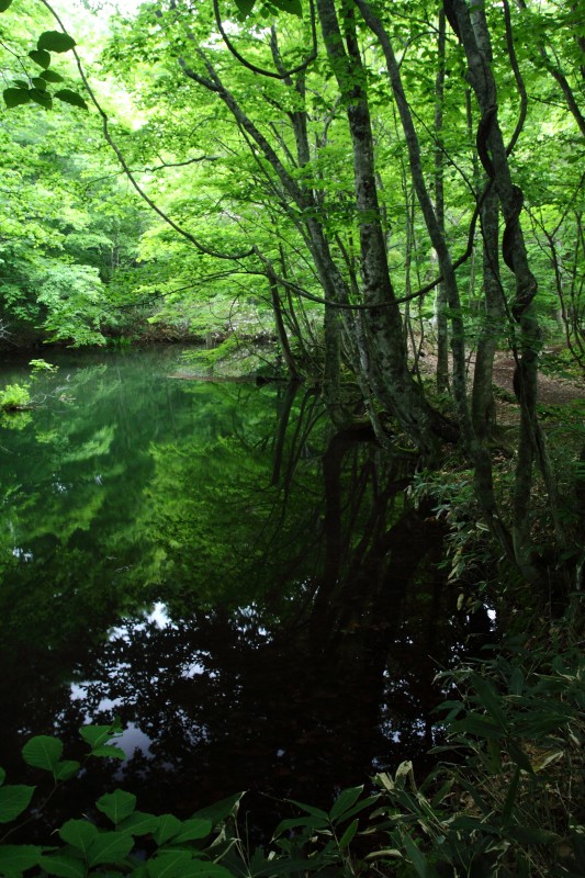 蔦沼でモリアオガエルの産卵に遭遇_b0126256_20572178.jpg