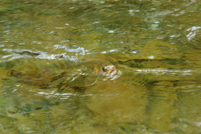 c0240462_22788.jpg