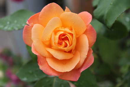 a0241363_4551757.jpg