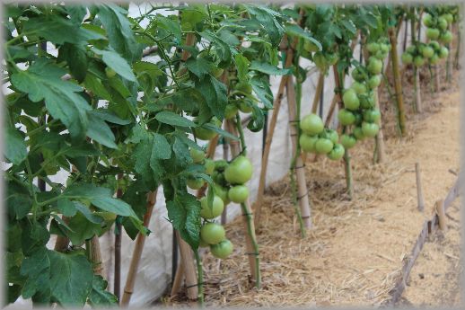 野菜作りの達人そして午後からお出かけ_e0232963_2285720.jpg