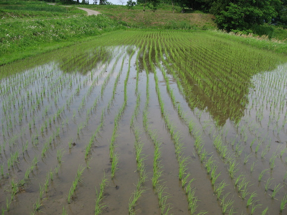 順調に育っています。_b0218664_8441484.jpg