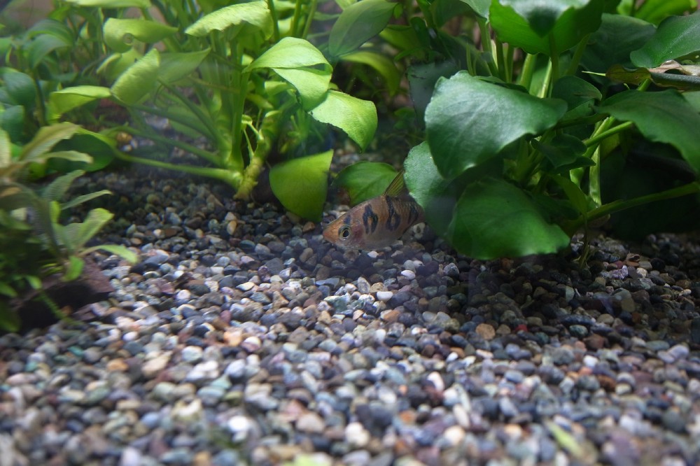 プンティウス・ペンタゾナ・ロンボオケラートゥス Shape of My Aquarium