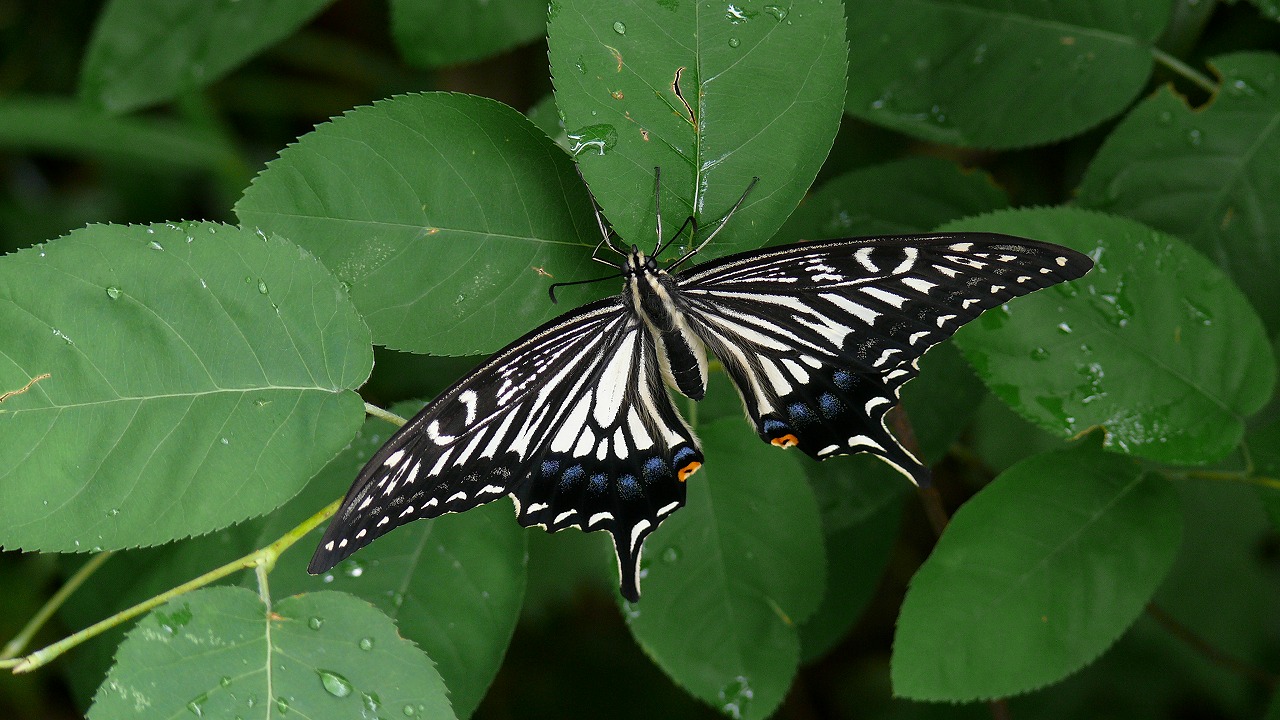 a0185081_1034579.jpg