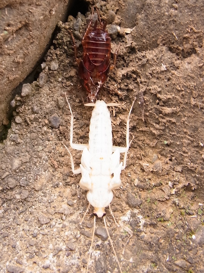 羽化したてのクロゴキブリ 嫌いな人はみないでください 写ればおっけー コンデジで虫写真