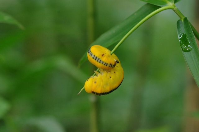 真っ黄色の芋虫は 12 6 11 ナシアシブトハバチ 舞岡公園の自然