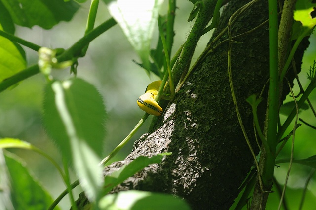 e0070891_2314924.jpg
