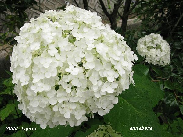 今、我が家の紫陽花!が満開~!キダリケよ~!ハハハーー。_d0060693_18583165.jpg