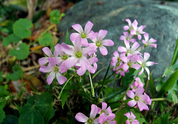 ムラサキカタバミ_b0145296_7292155.jpg