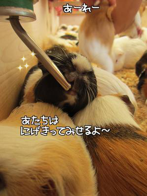 a0115597_12184132.png