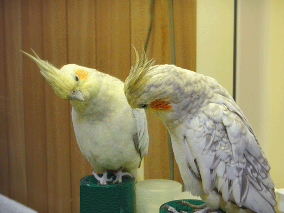 b0240299_2184337.gif