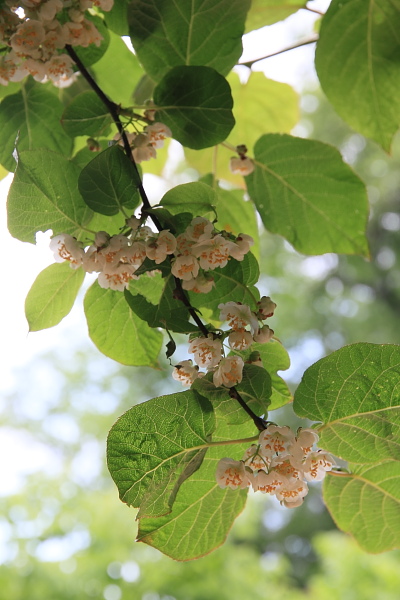 北方民族植物標本園＠北大植物園_d0117900_2022518.jpg