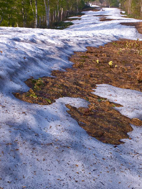 c0008502_15239.jpg