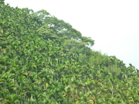 台湾・５・椰子（ヤシ）の木と、檳榔（ビンロウ）の木_c0073802_222288.jpg