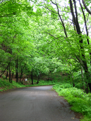 オクムRUN（顔振峠～県民の森）_a0036808_16353335.jpg