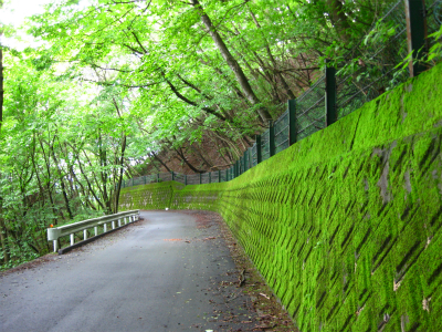 オクムRUN（顔振峠～県民の森）_a0036808_16371780.jpg