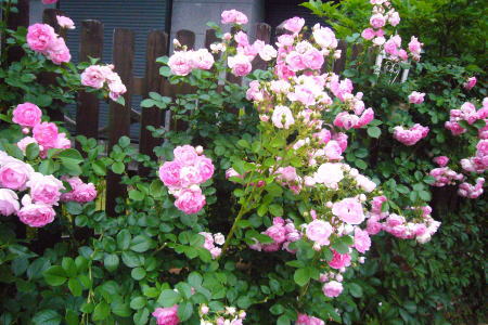 e0099614_2340295.jpg