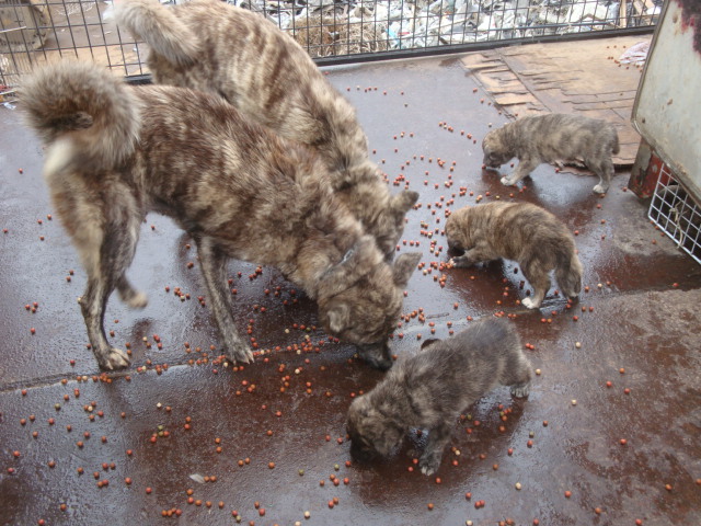 子犬の譲渡先・預かり先緊急募集！_f0078320_0173751.jpg