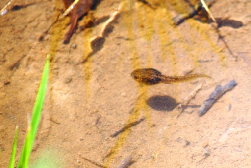 c0039924_20414512.jpg