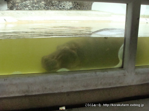 ドゥシット動物園のカバさんたち_c0188824_0492062.jpg