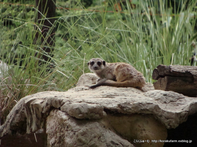 ドゥシット動物園のアフリカサバンナゾーン_c0188824_1144680.jpg