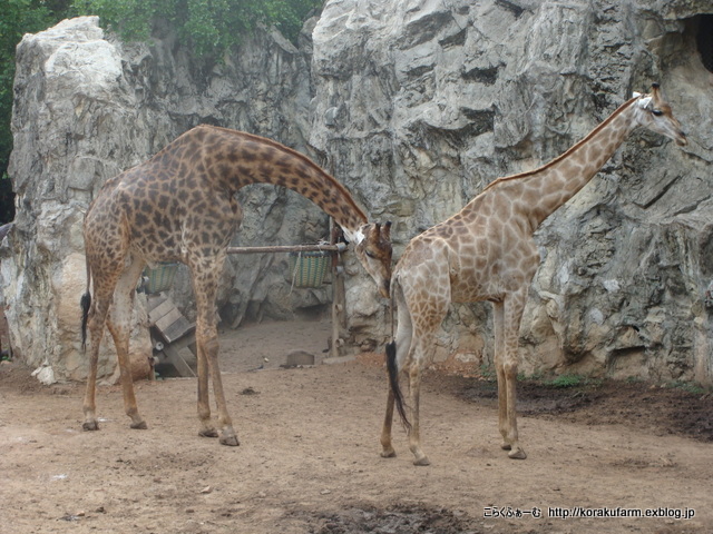 ドゥシット動物園のアフリカサバンナゾーン_c0188824_173792.jpg