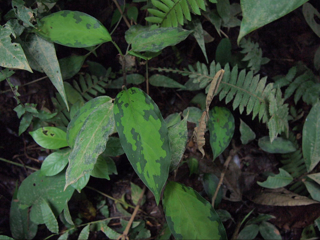 Aglaonema Pictum tricolor “Siberut 3rd” : LIFE+aq→