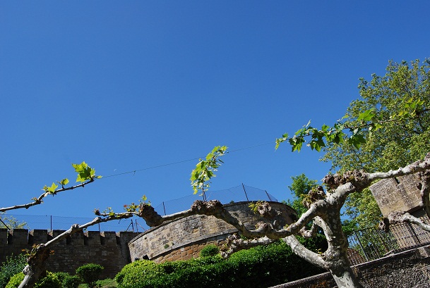 e0120938_829863.jpg