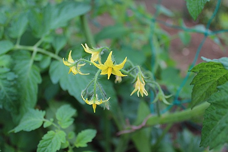 ミニトマト アイコ さんの花 おやすみ前の独り言 ミニトマト アイコ さんの花 おやすみ前の独り言