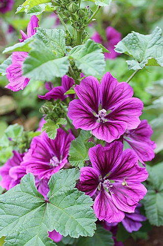 コモンマロウの花 おやすみ前の独り言