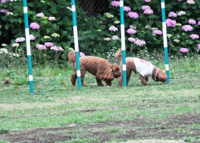 お友達と雨降り前のドッグラン_e0195743_148234.jpg