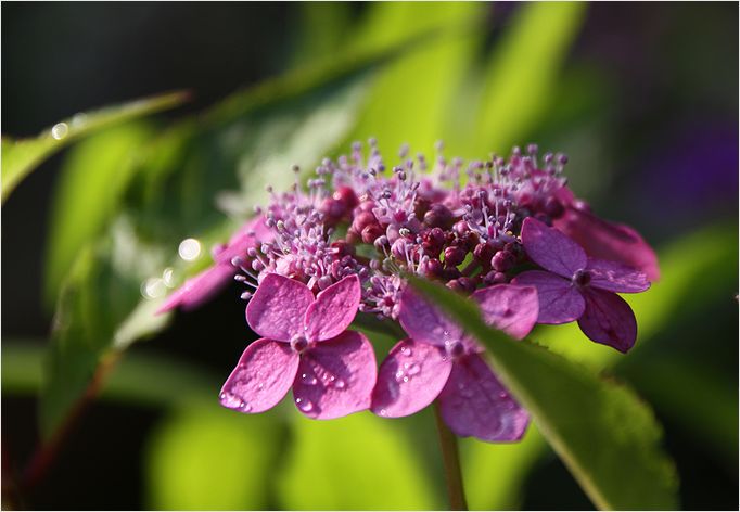 紫陽花　ちびカマキリと遊ぶ_a0256349_8594671.jpg