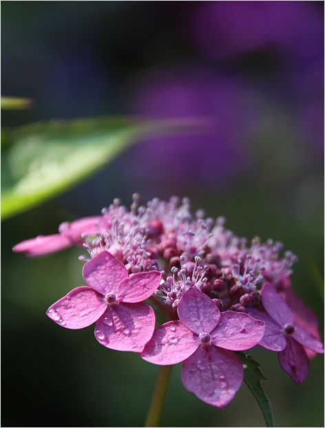 紫陽花　ちびカマキリと遊ぶ_a0256349_93861.jpg