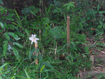 c0108460_12122744.jpg